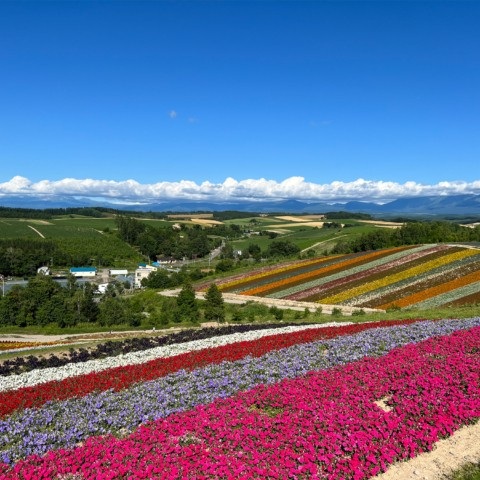 美瑛の夏の風景
